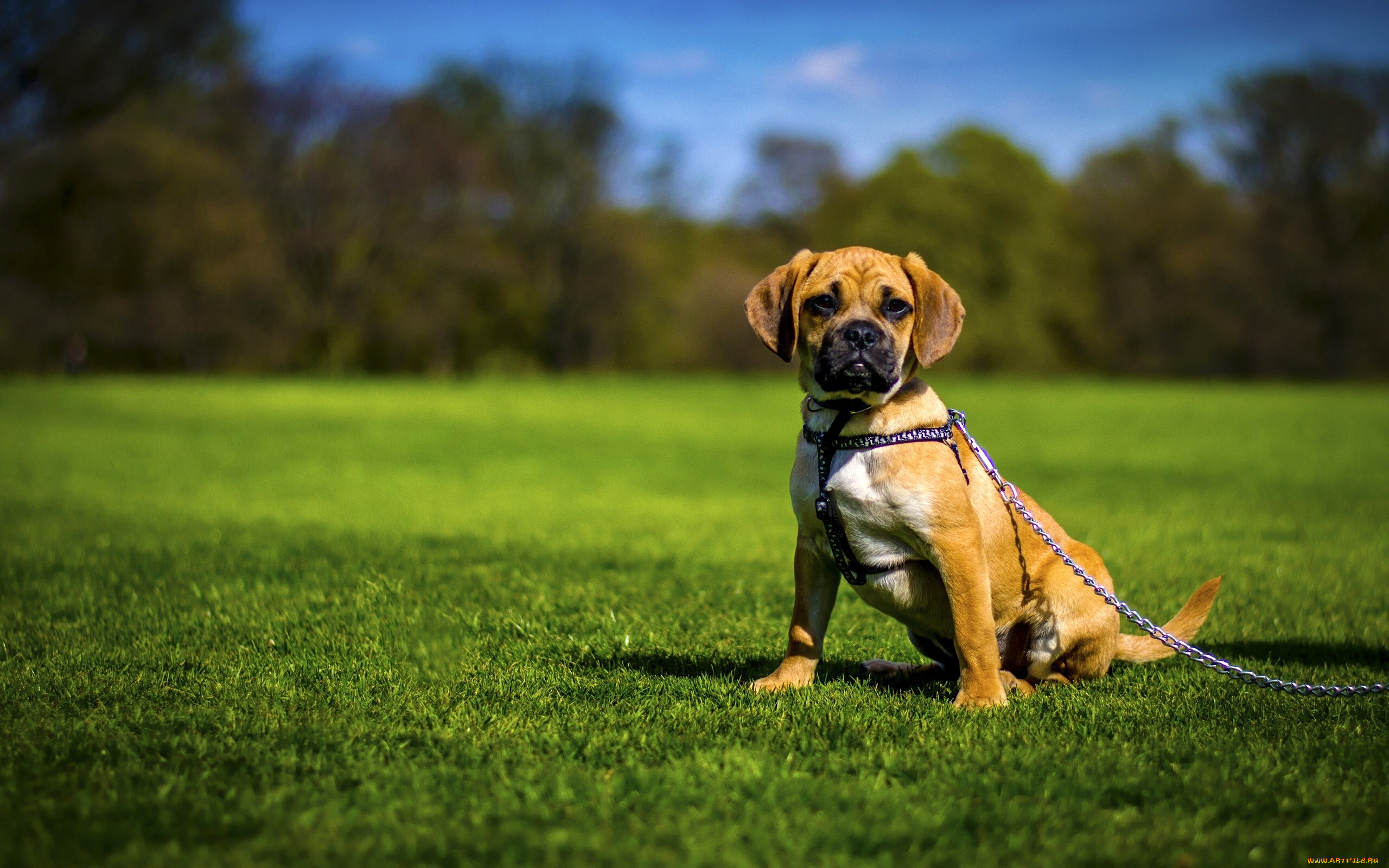 A dog. Паглб. Лаун догс. Собака на траве. Собака на лужайке.